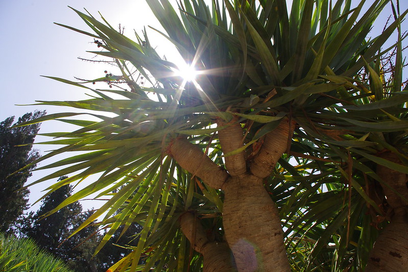 Que voir à Tenerife en 5 jours