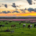 Visiter une Manade en Camargue : Immersion au Cœur des Traditions